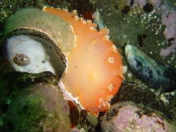 Tritonia challengeriana, from the Comau fjord, Chilean Pa... by David Thompson 